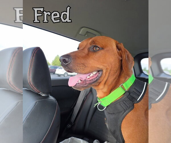 Medium Photo #4 Redbone Coonhound Puppy For Sale in Port Clinton, OH, USA