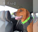 Small #3 Redbone Coonhound