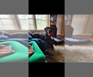 Great Dane Puppy for sale in CONCORD, NH, USA