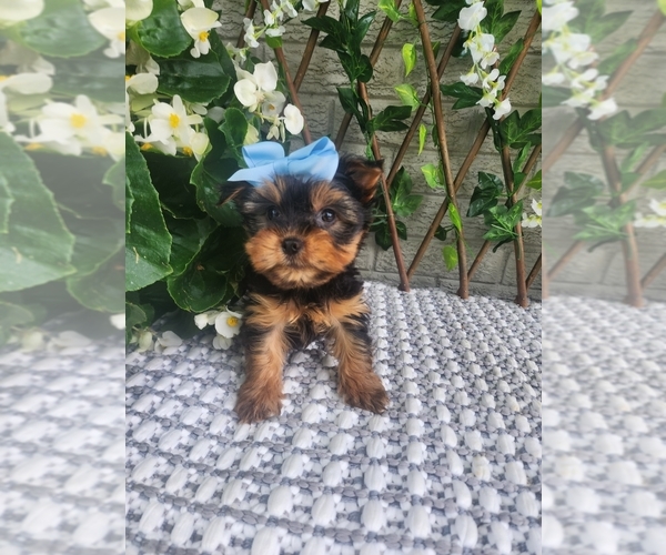 Medium Photo #3 Morkie Puppy For Sale in INDIANAPOLIS, IN, USA