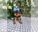 Small #2 Morkie