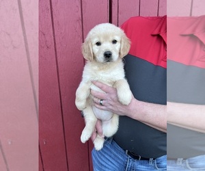 Golden Retriever Puppy for Sale in SCIO, Oregon USA
