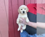 Small Photo #1 Golden Retriever Puppy For Sale in SCIO, OR, USA