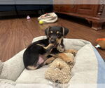 Small Chihuahua Mix