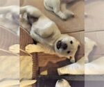 Small Photo #9 Labrador Retriever Puppy For Sale in DAVENPORT, IA, USA