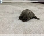 Puppy 0 Weimaraner