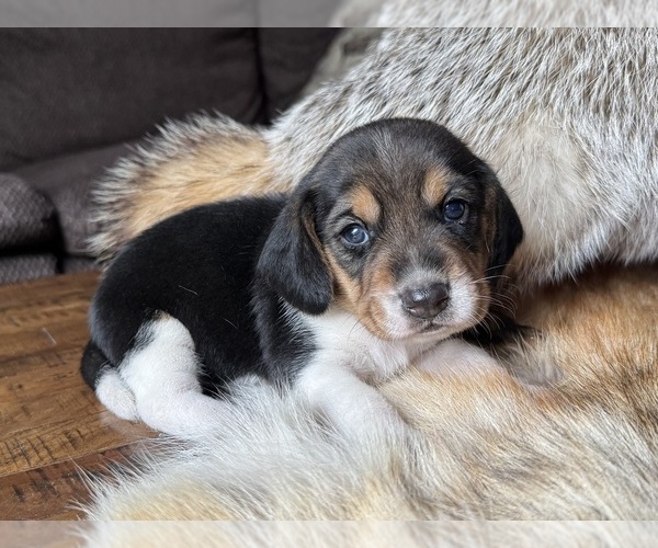 Medium Photo #1 Beagle Puppy For Sale in FORDLAND, MO, USA