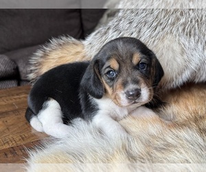 Beagle Puppy for sale in FORDLAND, MO, USA