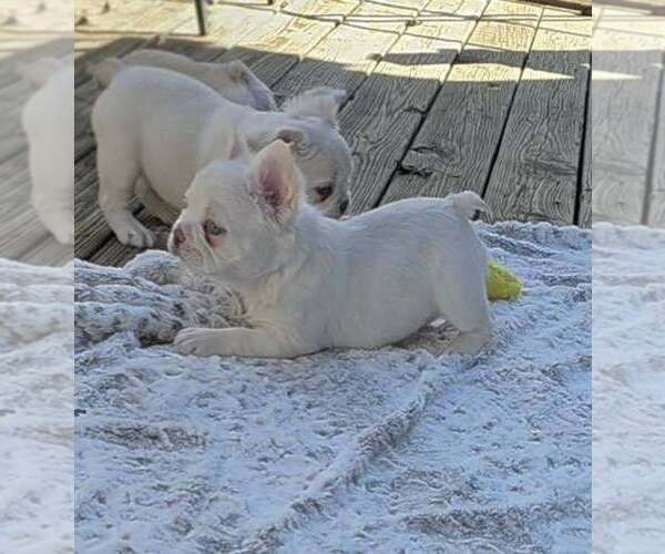 Medium Photo #5 French Bulldog Puppy For Sale in BOSTON, KY, USA