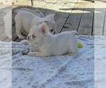 Polar Bear tuck - Male French Bulldog Puppy for Sale - Photo #5