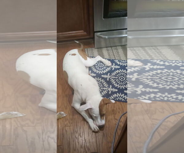 Medium Photo #5 American Pit Bull Terrier-American Staffordshire Terrier Mix Puppy For Sale in Ball Ground, GA, USA