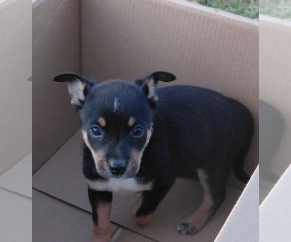 Medium Photo #2 Red Heeler-Unknown Mix Puppy For Sale in The Woodlands, TX, USA