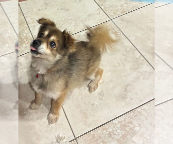Medium Photo #2 Pomeranian-Unknown Mix Puppy For Sale in Woodland Hills, CA, USA
