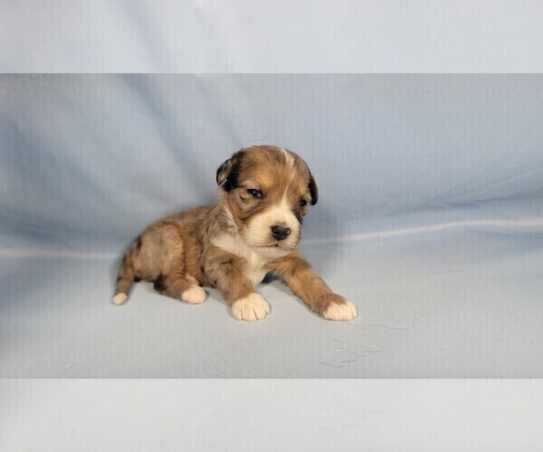 Medium Photo #80 Bernedoodle (Miniature) Puppy For Sale in BLACK FOREST, CO, USA