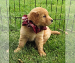 Small #3 Golden Retriever