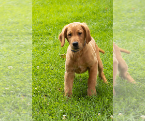 Golden Retriever Puppy for sale in WOLCOTTVILLE, IN, USA
