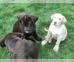 Small Photo #13 Labrador Retriever Puppy For Sale in WOODSTOCK, CT, USA