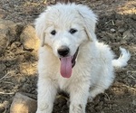 Puppy Yellow Anatolian Shepherd-Great Pyrenees Mix