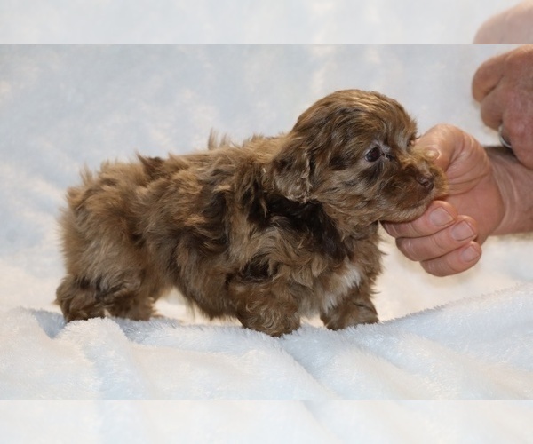 Medium Photo #6 ShihPoo Puppy For Sale in DYERSBURG, TN, USA