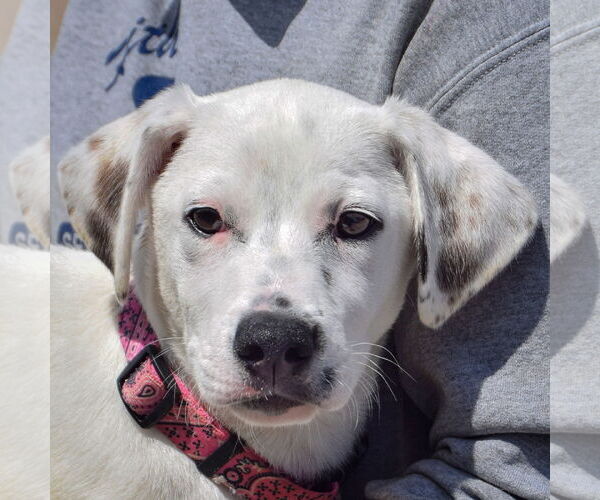 Medium Photo #6 Dalmatian-Labrador Retriever Mix Puppy For Sale in Huntley, IL, USA