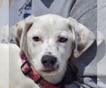 Small #5 Dalmatian-Labrador Retriever Mix