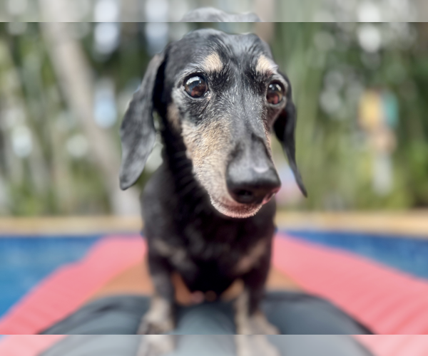Medium Photo #3 Dachshund Puppy For Sale in Weston, FL, USA