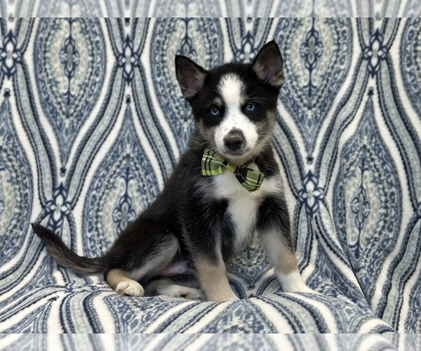 Medium Photo #10 Pomsky Puppy For Sale in LAKELAND, FL, USA