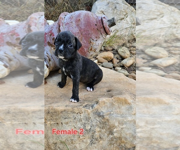 Medium Photo #1 Boxer Puppy For Sale in PELZER, SC, USA