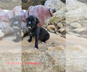 Boxer Puppy for sale in PELZER, SC, USA