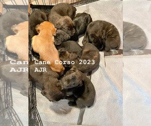 Cane Corso Puppy for sale in CLARKSBURG, WV, USA