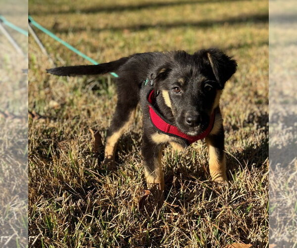 Medium Photo #3 Labrenees Puppy For Sale in Oak Bluffs, MA, USA