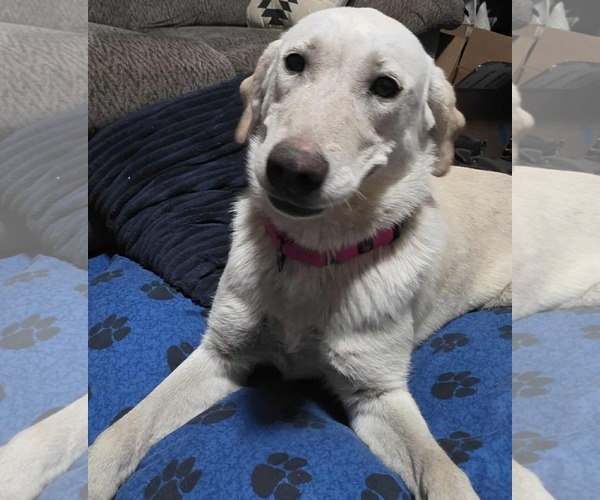 Medium Photo #8 Labrador Retriever-Unknown Mix Puppy For Sale in Minneapolis, MN, USA