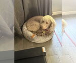 Small #3 Labradoodle