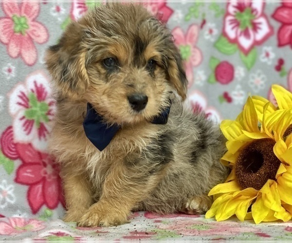 Medium Photo #1 Pembroke Welsh Corgi-Poodle (Miniature) Mix Puppy For Sale in LANCASTER, PA, USA