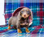 Small #7 Dachshund