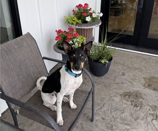 Medium Photo #5 Rat Terrier Puppy For Sale in ELLENSBURG, WA, USA