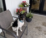 Small Photo #5 Rat Terrier Puppy For Sale in ELLENSBURG, WA, USA