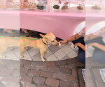 Small Photo #17 Mutt Puppy For Sale in Sanford, FL, USA