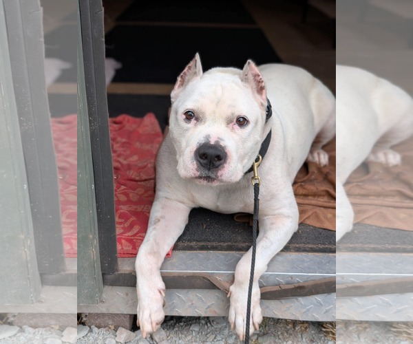 Medium Photo #5 Mutt Puppy For Sale in Catasauqua, PA, USA
