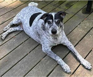 Mutt Dogs for adoption in Gibbstown, NJ, USA