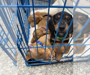 Dachshund Litter for sale in MACOMB, MI, USA