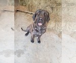 Small Photo #1 Mastiff Puppy For Sale in WESTPORT, IN, USA