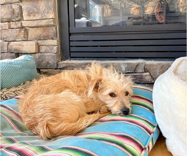 Medium Photo #3 Mutt Puppy For Sale in Sandy, UT, USA