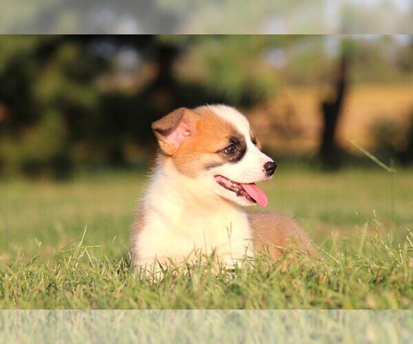 Medium Photo #4 Pembroke Welsh Corgi Puppy For Sale in FORT MADISON, IA, USA