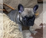 Small Photo #2 French Bulldog Puppy For Sale in WARREN, MI, USA