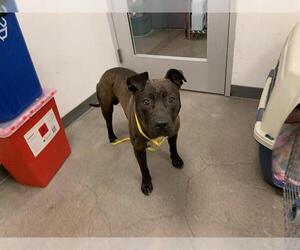 American Pit Bull Terrier-German Shepherd Dog Mix Dogs for adoption in Berkeley , CA, USA