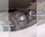 Small #37 American Bully