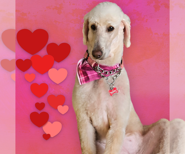 Medium Photo #10 Goldendoodle Puppy For Sale in Farmington, MN, USA