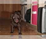 Small Photo #7 Poodle (Standard) Puppy For Sale in SPENCER, TN, USA
