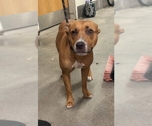 Mutt Dogs for adoption in Forestville, MD, USA